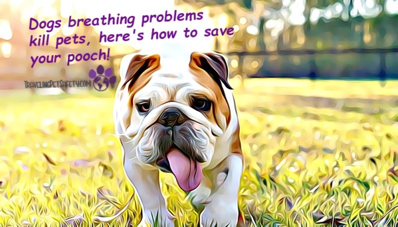 Dog breathing problems in pets