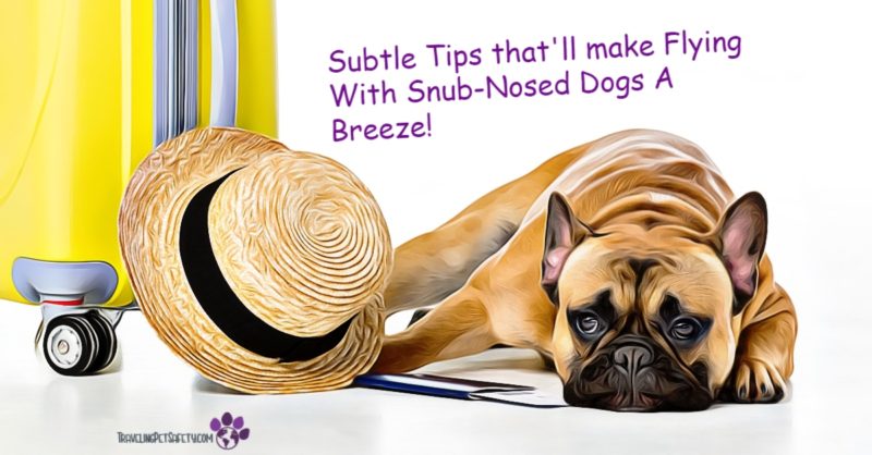 Flying with snub-nosed dogs? Easy tips 
