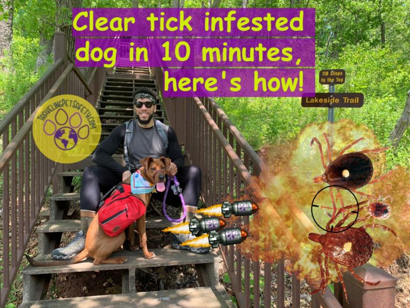 Tick in a dog