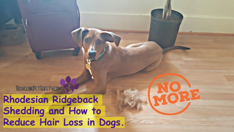 Hair Loss in Dogs