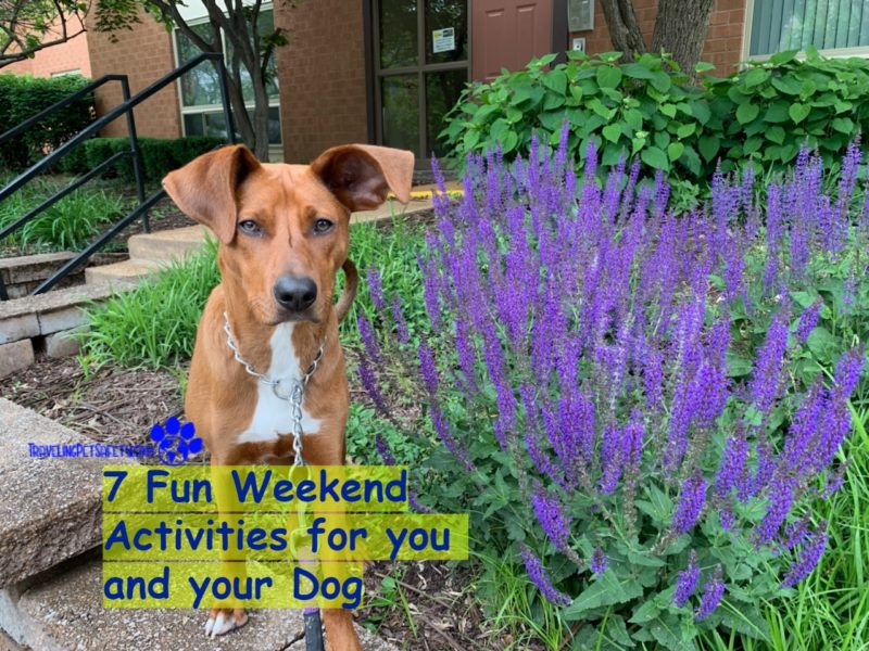 7 Fun Weekend Activities for you and your Dog