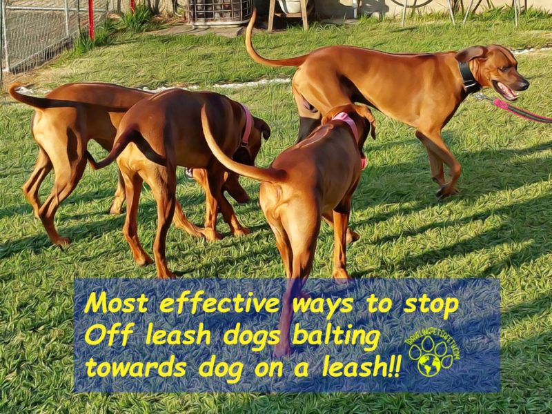 what do you do if an off leash dog approaches wag